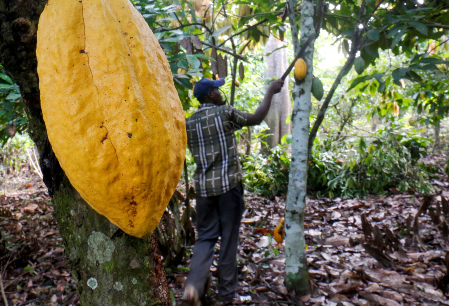 5 Things to Know about Farm Organic Cocoa