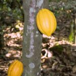 5 Things to Know about Farm Organic Cocoa