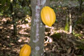 5 Things to Know about Farm Organic Cocoa