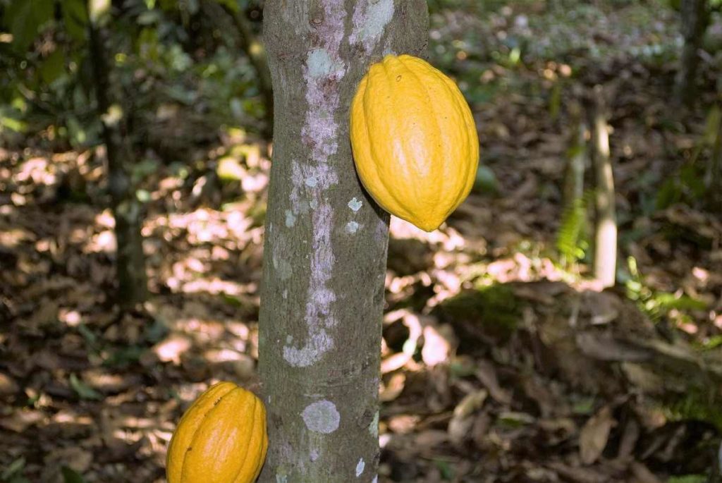 5 Things to Know about Farm Organic Cocoa