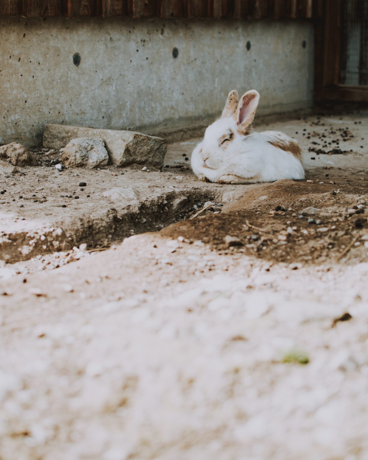 how-to-use-rabbit-poop-as-fertilizer-theadeyemis