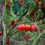 tomato farm