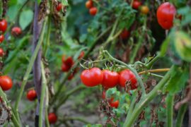 How to Start Tomato Farming