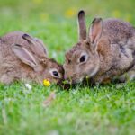 business plan for rabbit farming