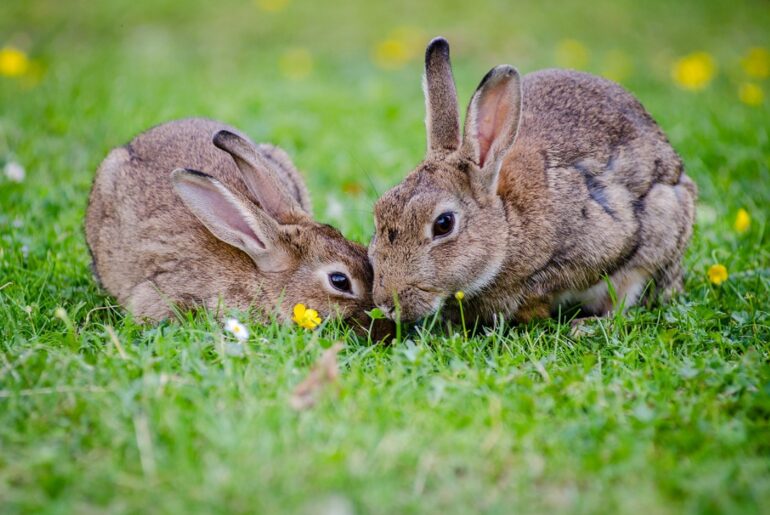 business plan for rabbit farming