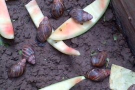 A Step-by-Step Guide to Snail Farming