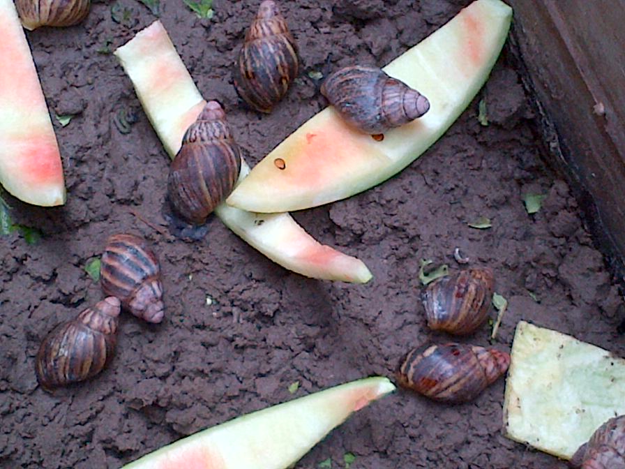 snail farming