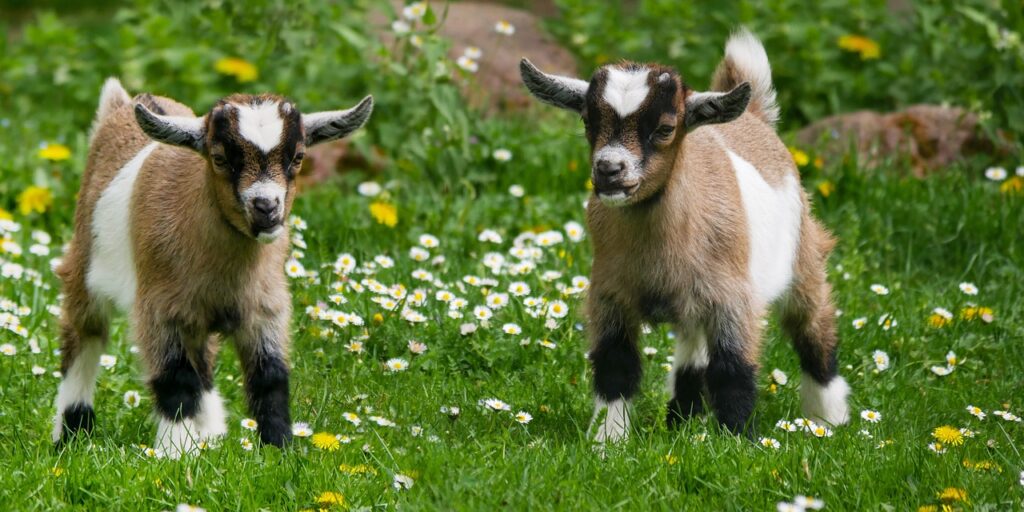 goat farming