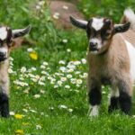 goat farming