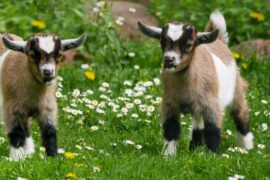 goat farming