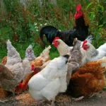 free-range chicken farming