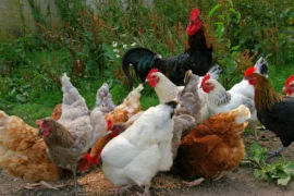 free-range chicken farming
