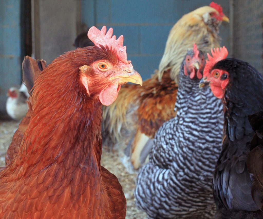 chicken, hen, pullet-1336445.jpg