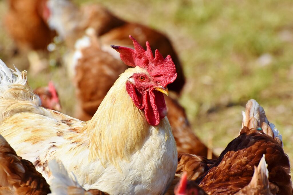 chickens, animals, poultry-3607866.jpg