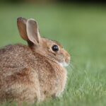 common rabbit diseases