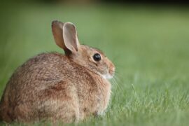 The Most Common Rabbit Diseases
