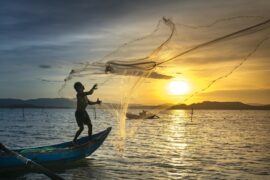 catfish farming