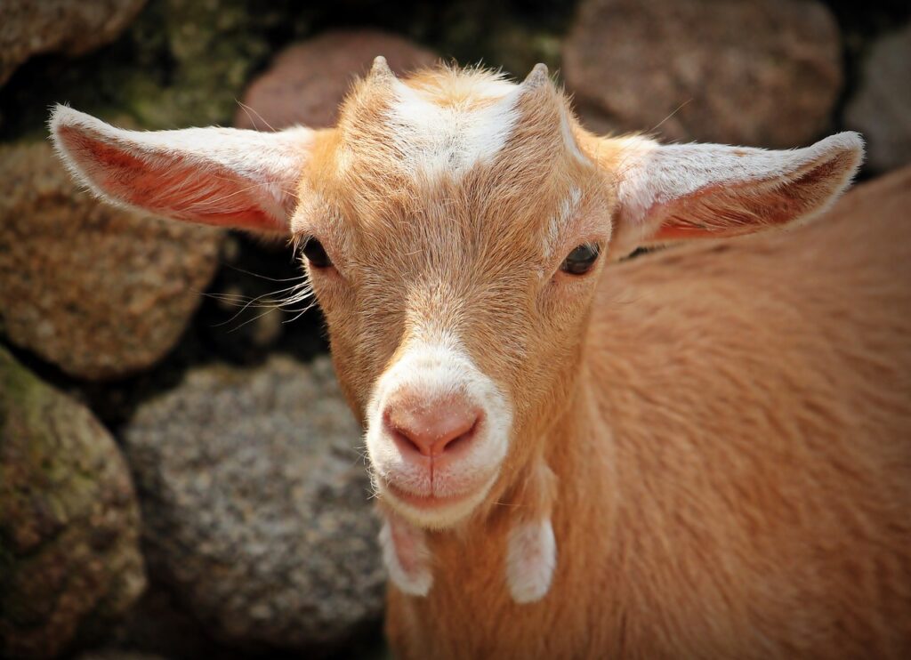 goat, animal, horns-1438254.jpg