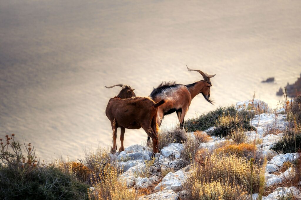 goats, sea, horns-7495294.jpg