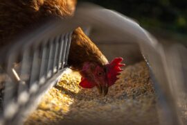 How to Make Your Own Chicken Feed for Cheap