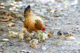 How to Raise Organic Chicken: 5 Questions Answered in the Ultimate Guide