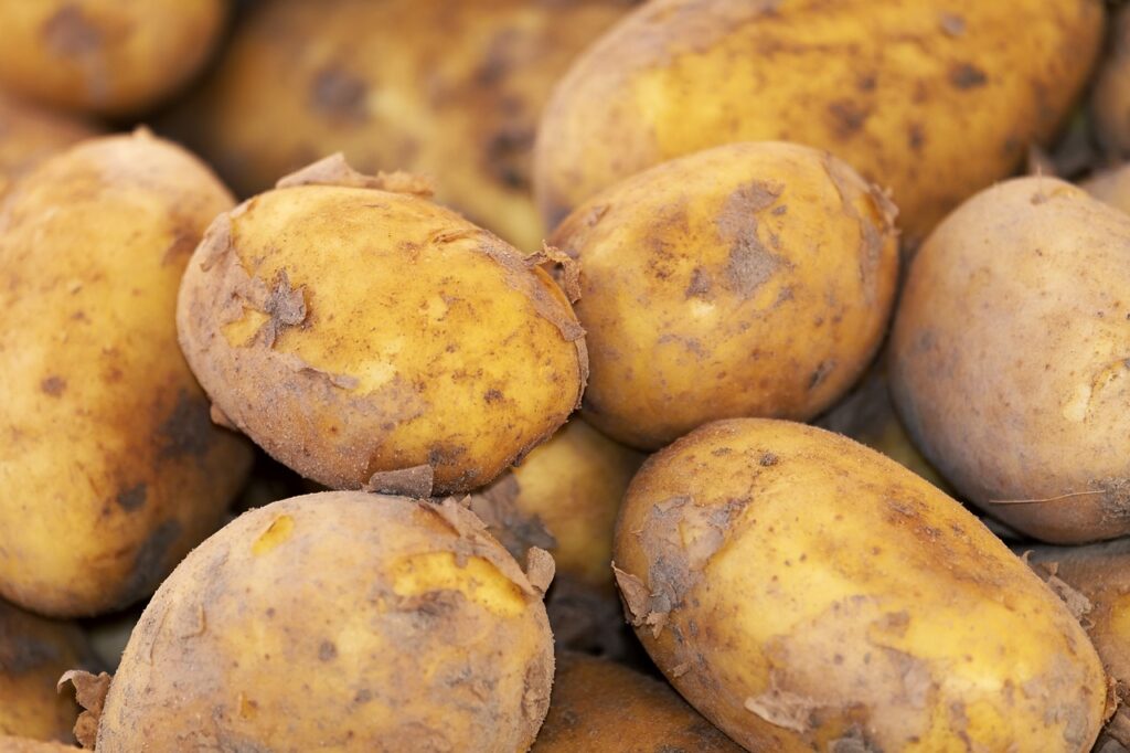 potato, new harvest, nature-3440360.jpg