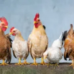 chicken, rooster, hen-4849979.jpg