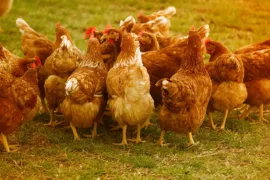 4 Great Steps on How to Raise Chickens for Eggs